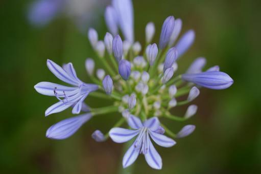 Photo, agapanthus, purple clam, summer flowers, 