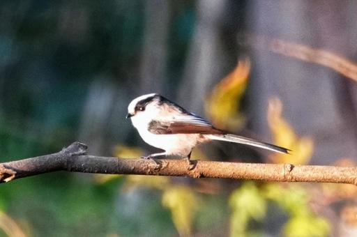 冬山に誘われての写真