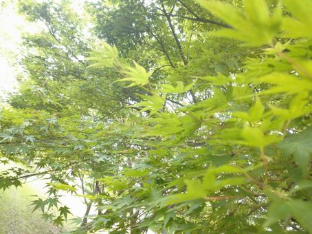 もみじ もみじの写真