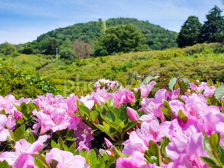 伊豆の小室山とツツジ　奥ボケ 小室山公園,ツツジ,ピンク色の写真素材