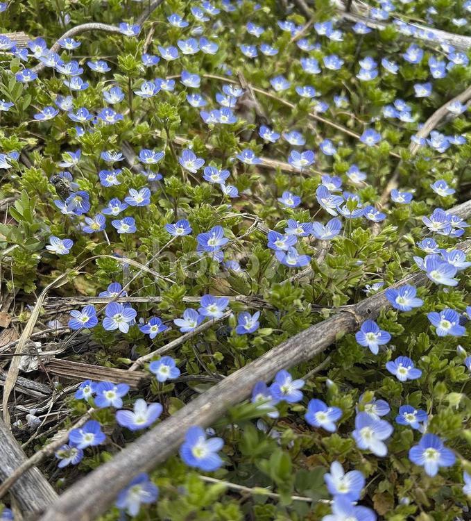 おおいぬのふぐり群生 おおいぬのふぐり,群生,春の花の写真素材