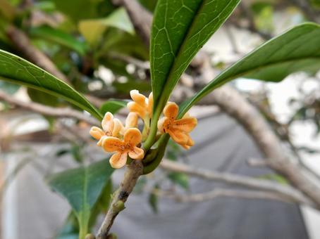 【花の写真】キンモクセイ(金木犀) 【花の写真】キンモクセイ(金木犀) キンモクセイ,金木犀,植物の写真素材
