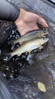 鮎 鮎,アユ,魚の写真素材