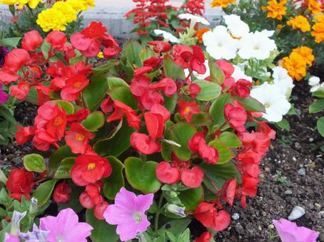 つやつやの花びらと葉の美しい赤いベゴニア つやつやの花びらと葉の美しい赤いベゴニア ベゴニア,花,赤い花の写真素材