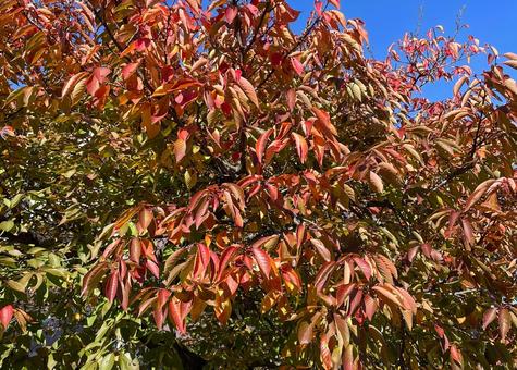 ある公園の紅葉_桜1_711L 紅葉,秋,木の写真素材