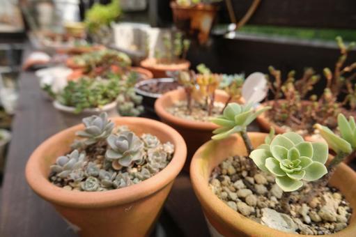 多肉植物 多肉植物 多肉植物,多肉,ガーデニングの写真素材