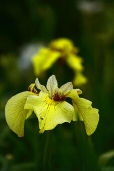 Pass the incense of Edo to now, JPG Pass the incense of Edo to now, plant, flower, iris, JPG