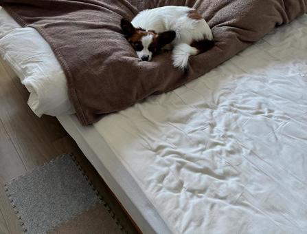 くるまりパピヨン パピヨン,papillon,犬の写真素材