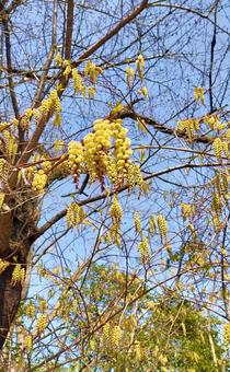 キブシの花 キブシ,木,花の写真素材