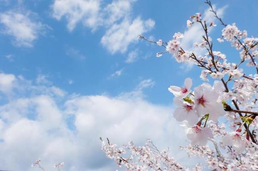 cherry blossoms, JPG cherry blossoms, JPG