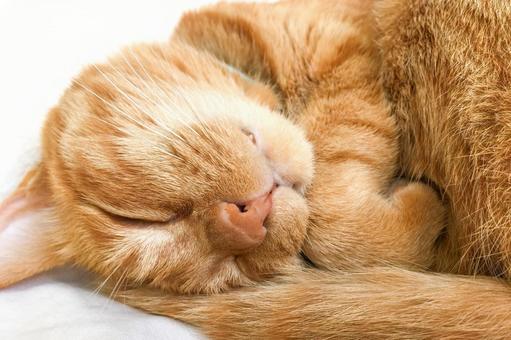 丸くなって眠る茶トラねこ 丸くなって眠る茶トラねこ 猫,茶トラ,ペットの写真素材