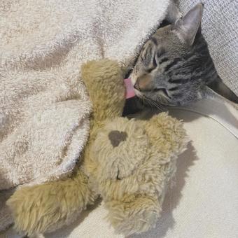 ねこ ねこの写真