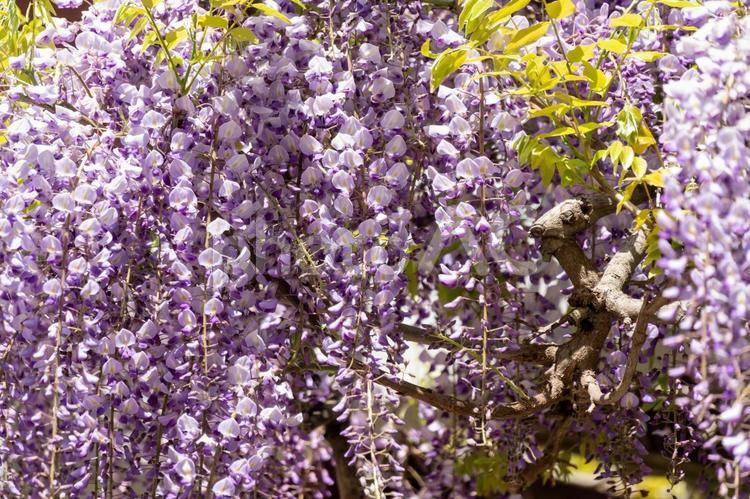 福岡城跡の藤棚に咲く藤の花 藤,藤棚,花の写真素材