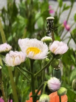 白い小さな花 白い小さな花の写真