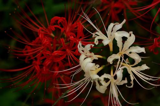 曼殊沙華 曼殊沙華 曼殊沙華,ヒガンバナ,リコリスの写真素材
