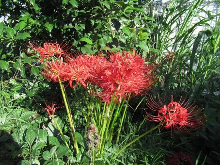 ヒガンバナの写真