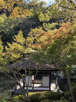 初紅葉 西の丸庭園,紅葉渓庭園,鳶魚閣の写真素材