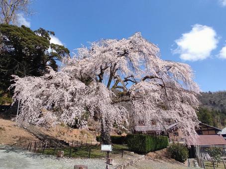 小浜小旅行 小浜小旅行 妙祐寺,しだれ桜,福井県の写真素材