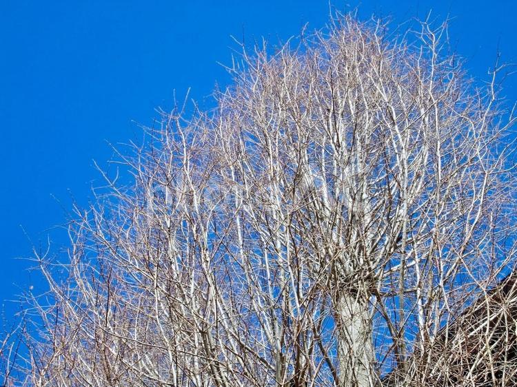 冬の樹木 冬,樹木,寒いの写真素材
