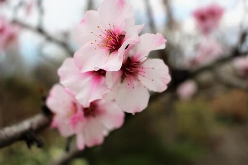 桜の写真
