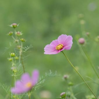 雨の日のコスモス畑 秋桜,秋,10月の写真素材