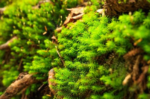 森の苔 森の苔の写真