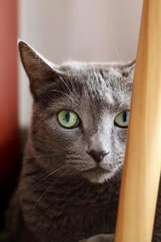 机の隙間からこっちをみるロシアンブルー ねこ,ロシアンブルー,グレーの写真素材