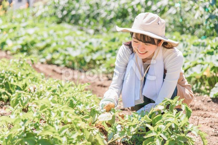 畑でじゃがいもを掘る農家・生産者の女性 農業,農家,女性の写真素材