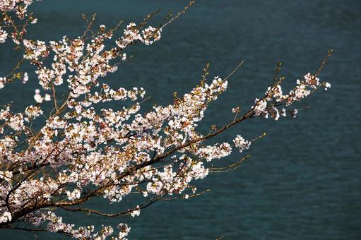 サクラの写真