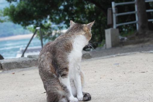 ねこ ねこの写真