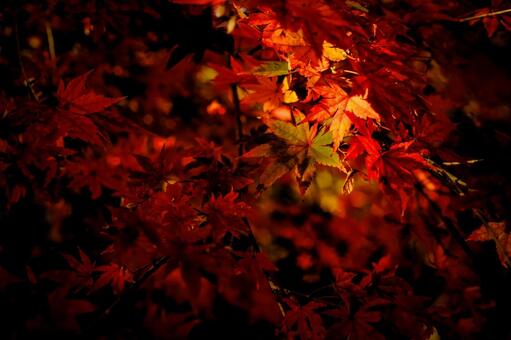 ＜素材＞紅葉した夕暮れのヤマモミジ 紅葉,モミジ,ヤマモミジの写真素材