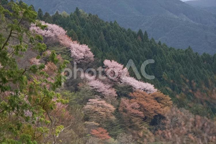 自生の桜が咲く山 桜,自生,自然の写真素材