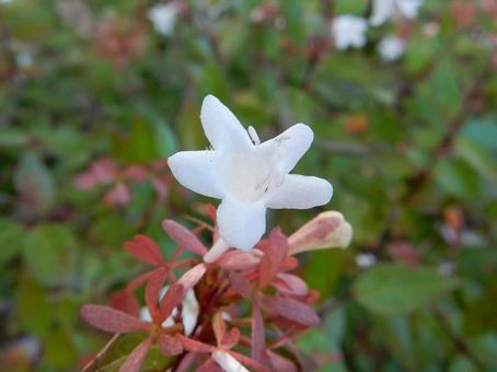 【花の写真】ハナゾノツクバネウツギ 【花の写真】ハナゾノツクバネウツギの写真