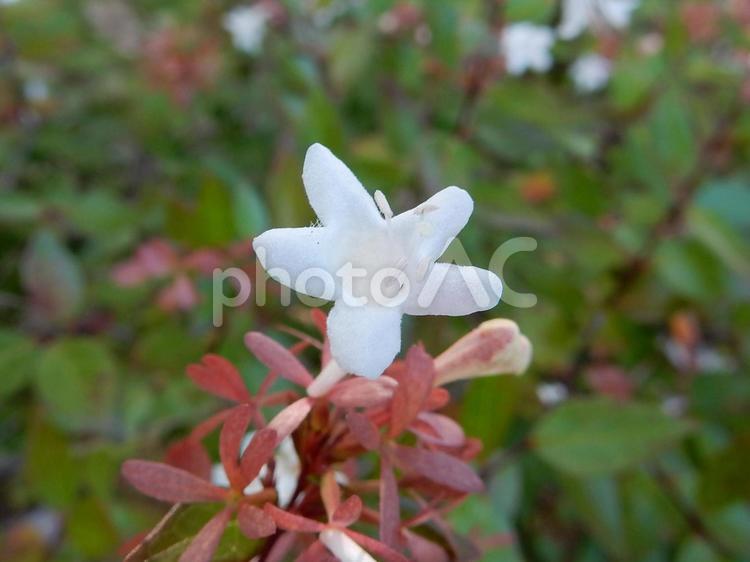 【花の写真】ハナゾノツクバネウツギ ハナゾノツクバネウツギ,アベリア,花園衝羽根空木の写真素材