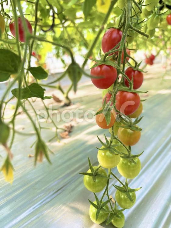 トマトの実 屋外で,自然,ハウスの写真素材