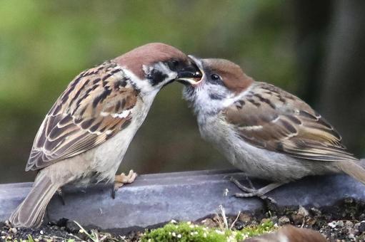 すずめ子育て すずめ子育て 鳥類,小鳥,雀の写真素材