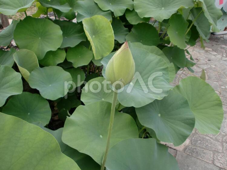 ６月のハスの蕾 ハスの蕾,ハス,植物の写真素材