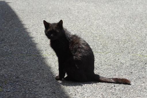 ねこ ねこ にゃんこ,可愛い,野良猫の写真素材