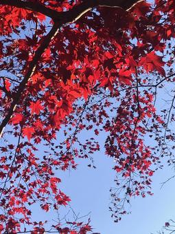 真っ赤な紅葉 紅葉,秋,公園の写真素材