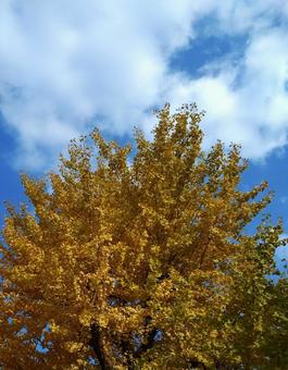 紅葉したイチョウと晴れた空 イチョウの木,紅葉,空の写真素材