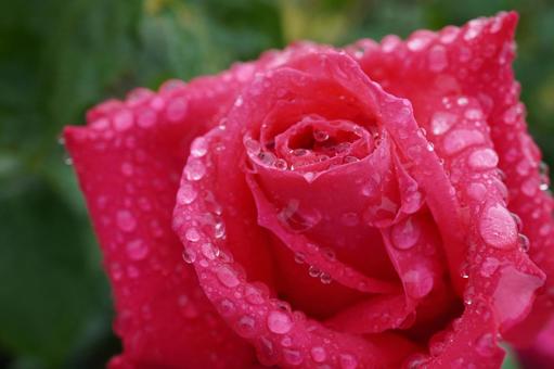 雨に濡れたバラ(マリアカラス)07 雨に濡れたバラ(マリアカラス)07 バラ,薔薇,春バラの写真素材
