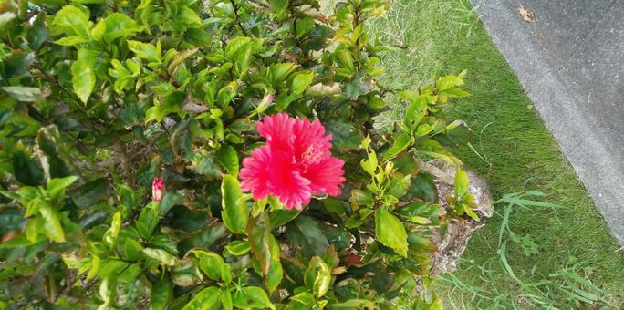 ハイビスカスの花 ハイビスカスの花の写真