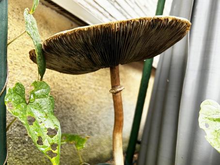 オオシロカラカサタケの裏側 オオシロカラカサタケの裏側 キノコ,自然,きのこの写真素材