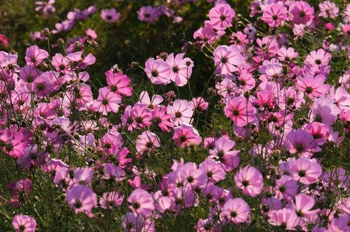 ピンク色のコスモスの花 コスモス畑,青空,ピンクの写真素材