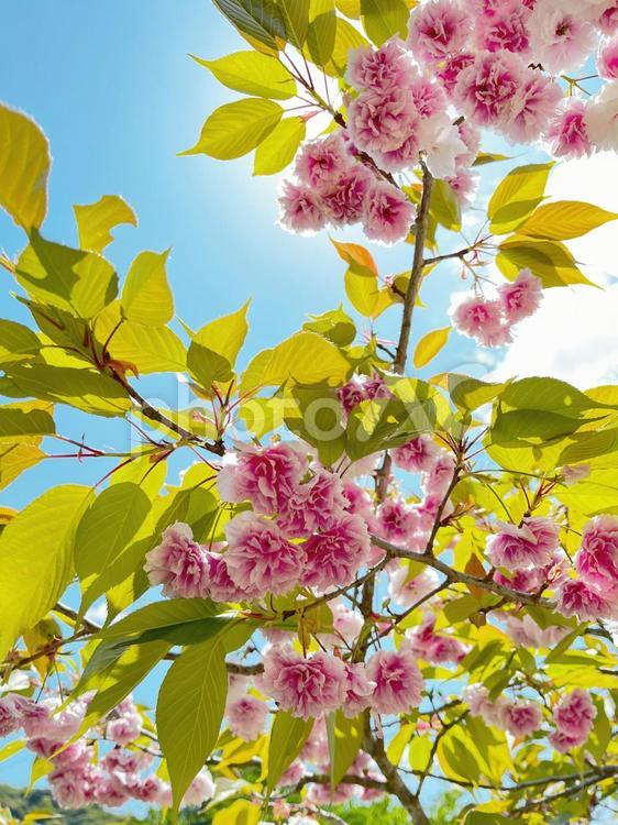 春の陽射しを浴びる八重桜と青空（縦構図） 桜,サクラ,さくらの写真素材
