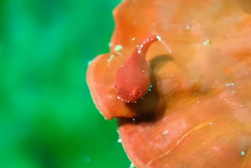 三浦 ダンゴウオ 三浦 ダンゴウオの写真
