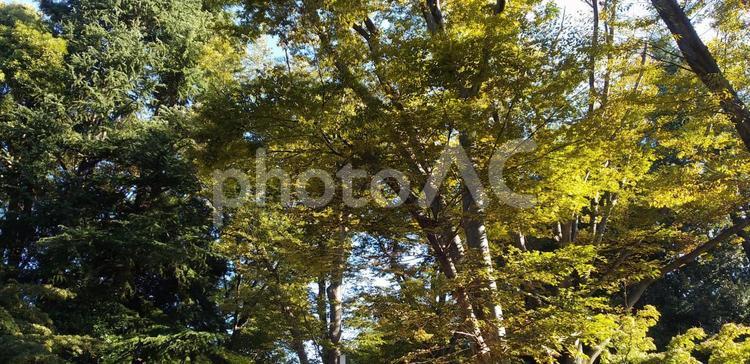 井の頭公園　 吉祥寺,井の頭公園,自然の写真素材