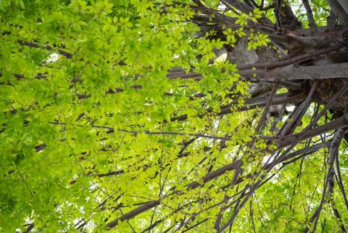 輝く新緑と木の枝 新緑,葉,葉っぱの写真素材