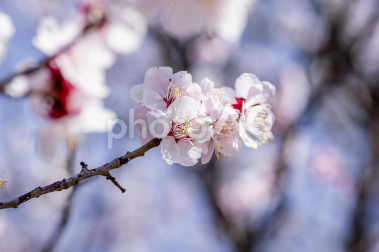 梅林の梅の花 梅,梅林,花の写真素材
