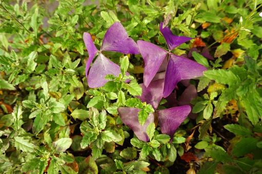 紫色の花の写真